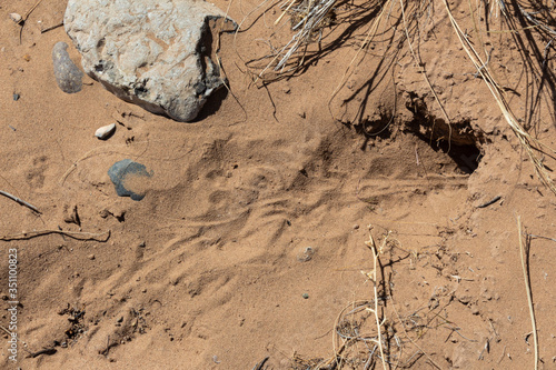 Entrance to a rabbit burrow in the Sevilleta National Wildlife Refuge, New Mexico USA, horizontal aspect photo