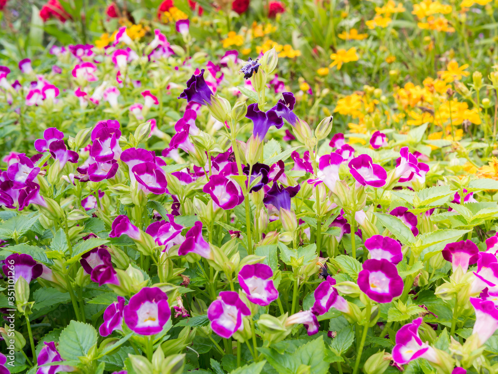  garden flower,field of daisy flower