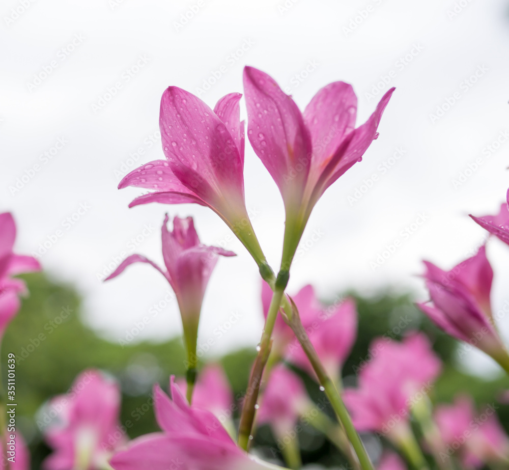 Fototapeta premium beautiful pink flowers