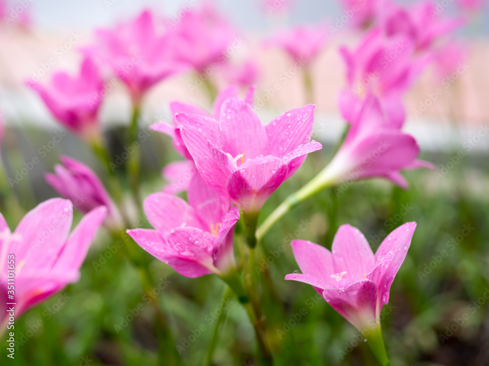 beautiful pink flowers