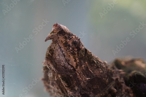 Alligator Snapping turtle