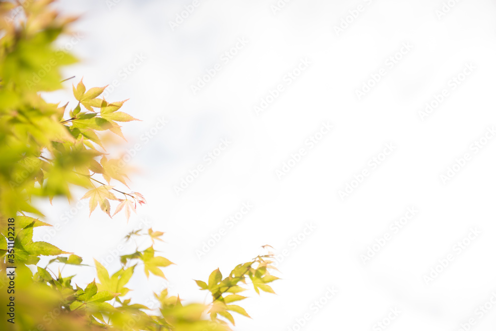 Obraz premium 新緑の葉のフレーム 