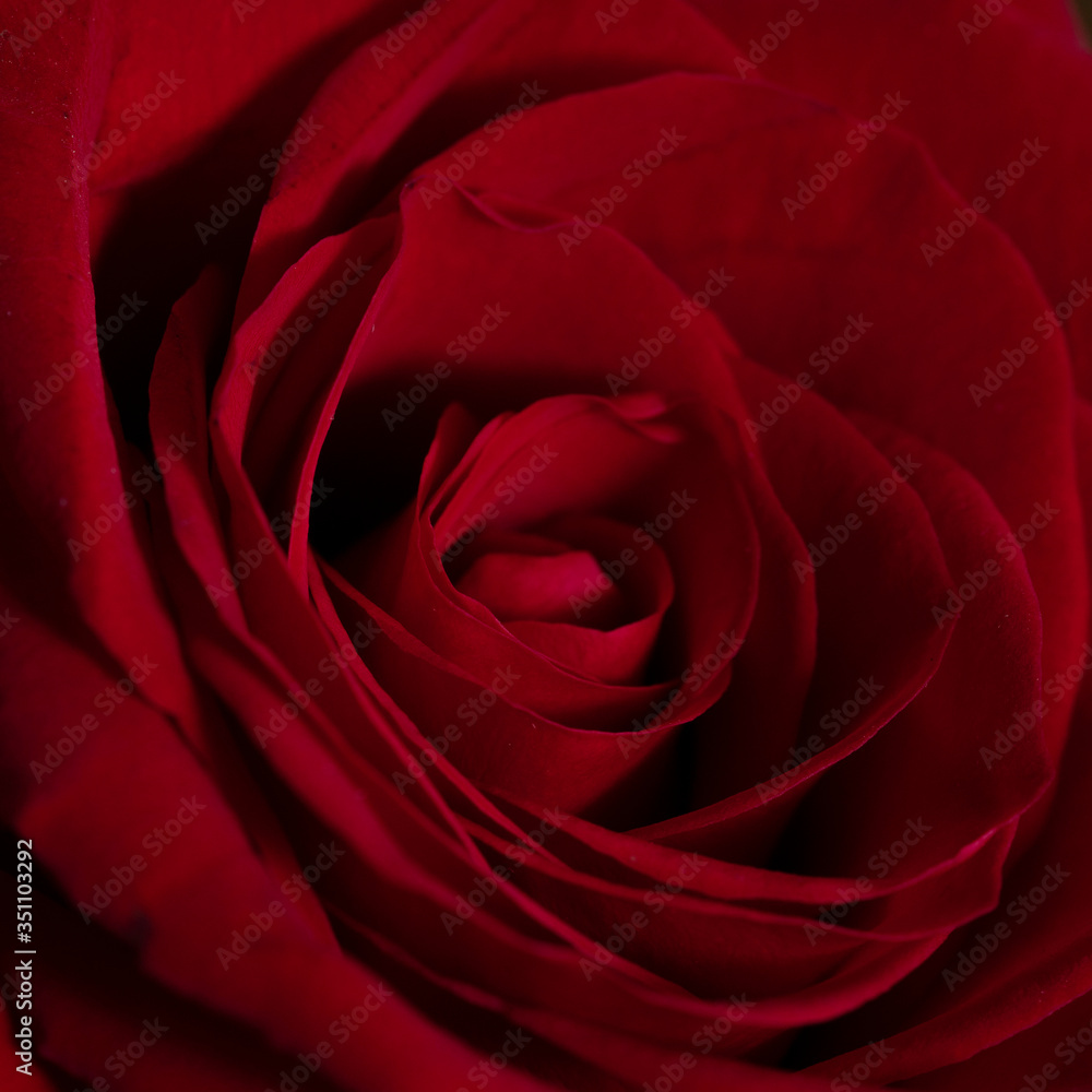 Red rose macro shot Red rose macro shot
