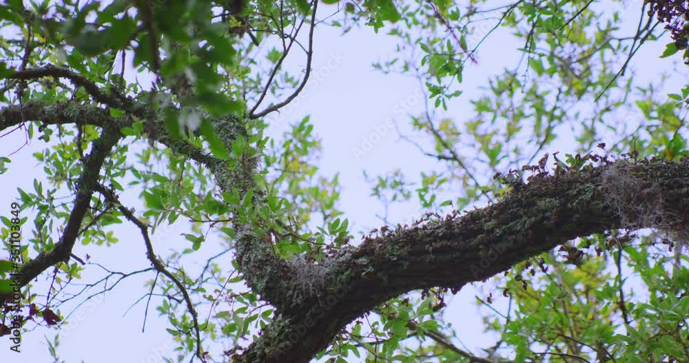 A Juvenile Barred Owl flies from their perch. Shot in slow motion A Juvenile Barred Owl flies from their perch. Shot in slow motion