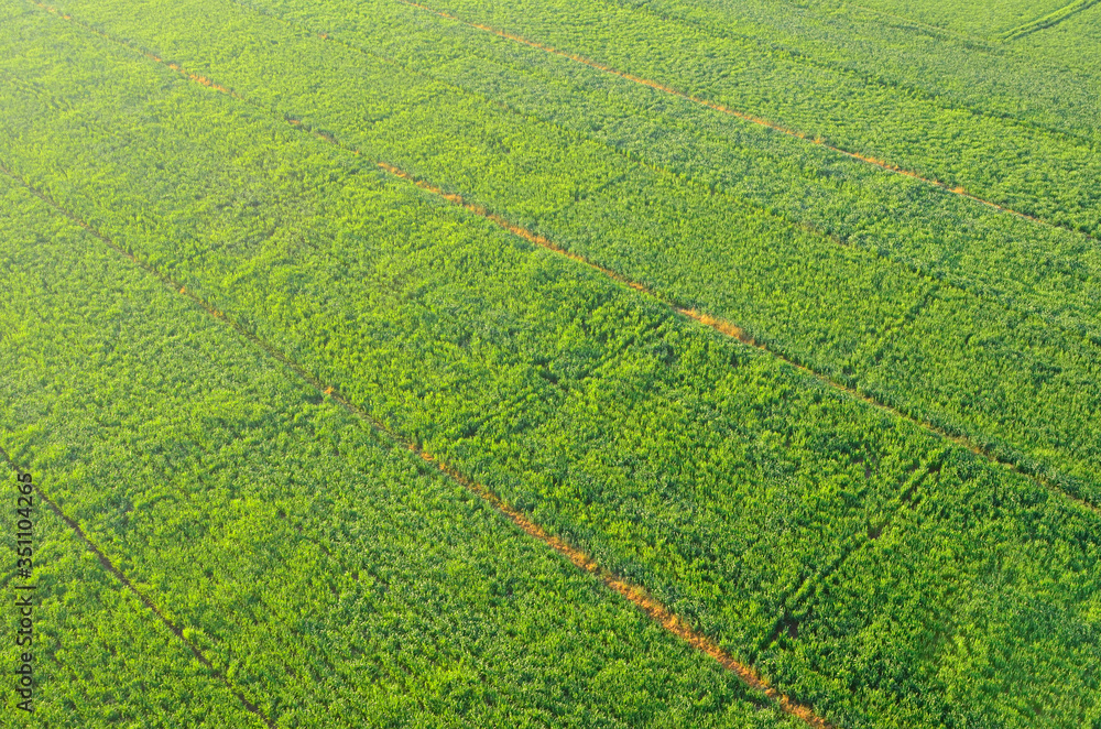 green field of green grass