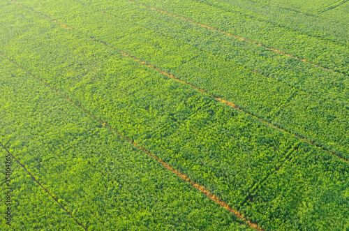 green field of green grass