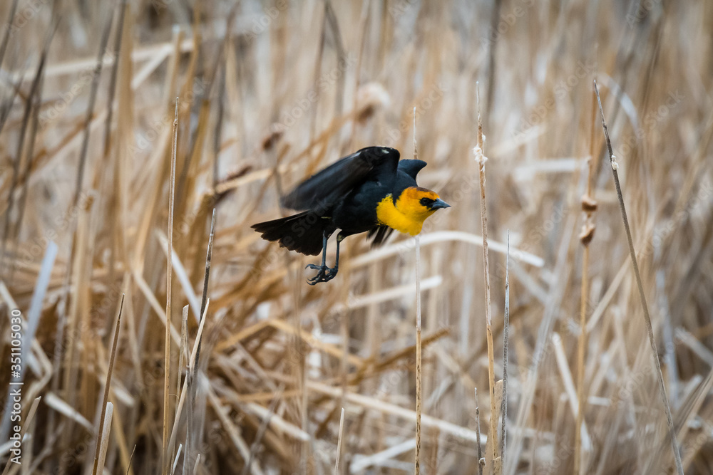 Yellow-Headed Blackbird (Xanthocephalus xanthocephalus) taking flight from brown reeds at Mud Lake in Idaho