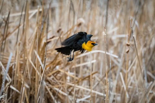 Obraz na płótnie Yellow-Headed Blackbird (Xanthocephalus xanthocephalus) taking flight from brown reeds at Mud Lake in Idaho w salonie