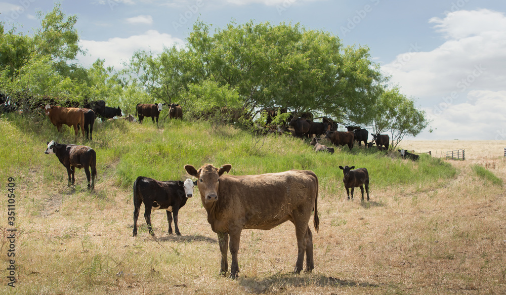 Calves during the weaning process on the beef cattle ranch. They are not stressed because they can see their mothers in the next pasture. Calves during the weaning process on the beef cattle ranch. They are not stressed because they can see their mothers in the next pasture.