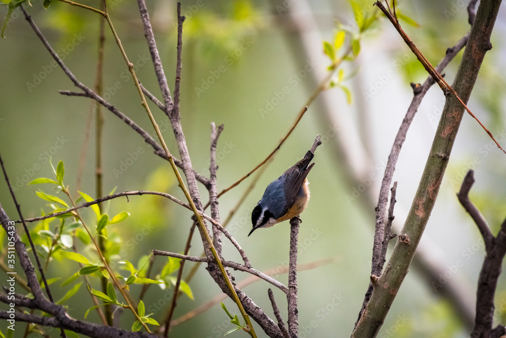 Red-Breasted Nuthatch on a branch at Mud Lake in Idaho