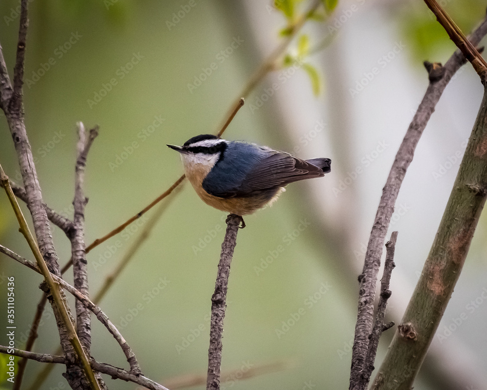 Red-Breasted Nuthatch on a branch at Mud Lake in Idaho
