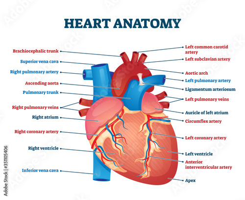 Heart anatomy vector illustration. Labeled organ structure educational scheme