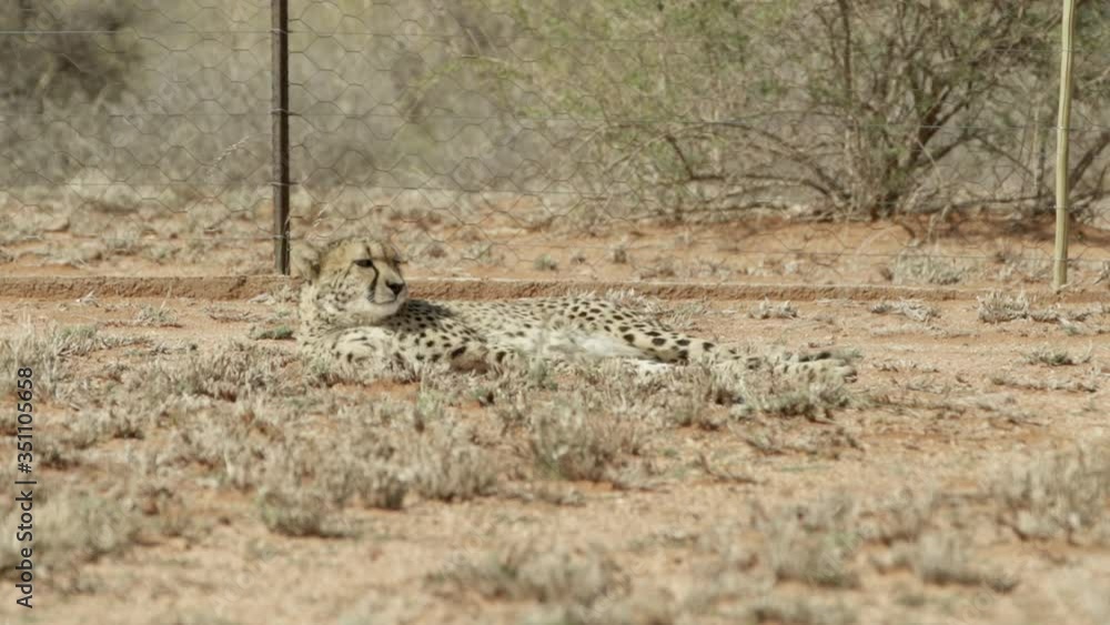 Cheetah relaxing against fence at zoo, wild cat resting on field - Etosha National Park, Namibia Cheetah relaxing against fence at zoo, wild cat resting on field - Etosha National Park, Namibia