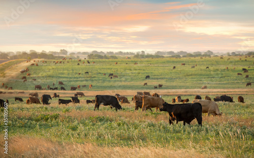 Livestock at sunrise on the beef cattle ranch © Carrie