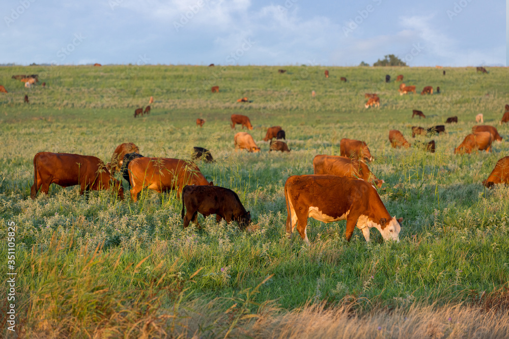 Cow calf pairs grazing on the beef cattle ranch at sunrise