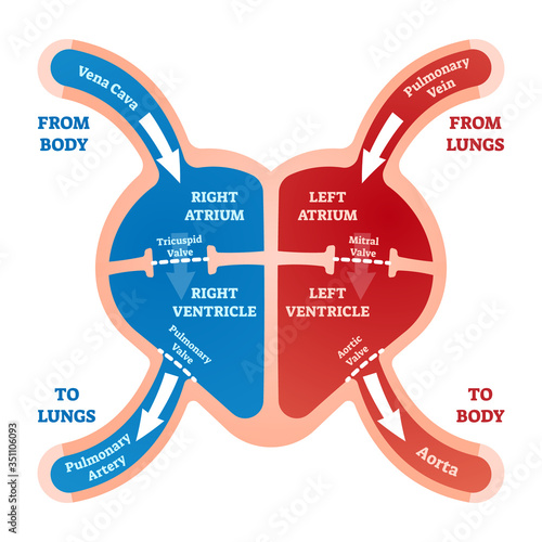 Heart blood flow vector illustration. Labeled cardiology system explanation