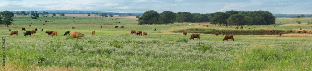 Panorama of cattle grazing on the ranch