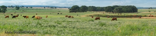 Fototapeta Naklejka Na Ścianę i Meble -  Panorama of cattle grazing on the ranch