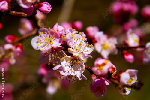 Pink Apricot blossom cherry Peach Blossom flowering. Flowers close up