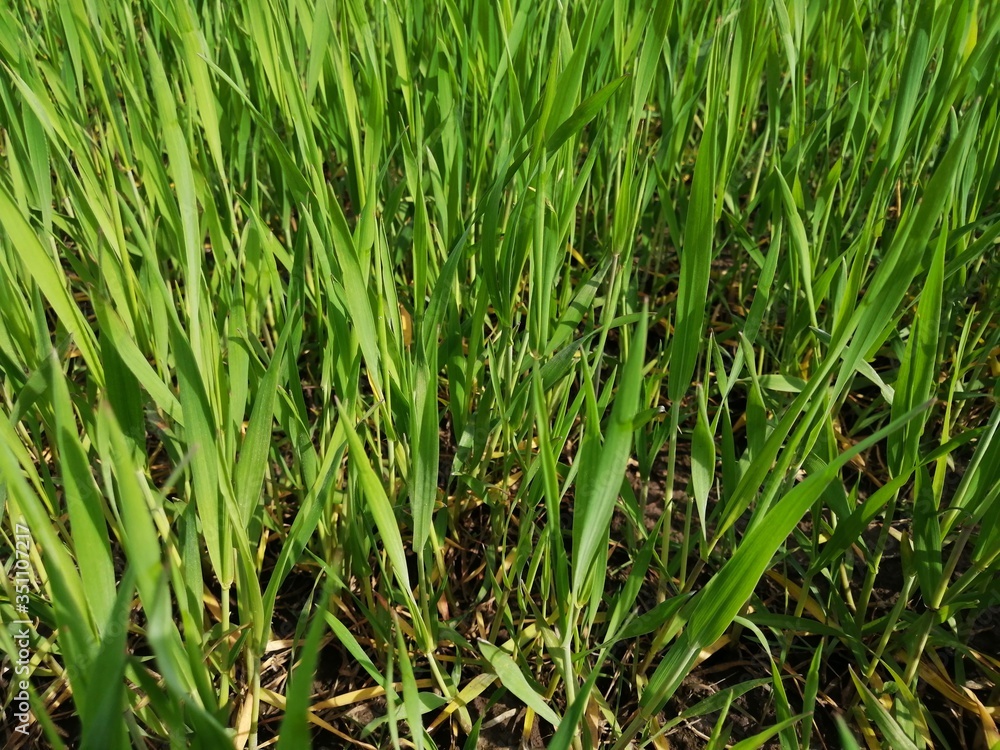 landscape summer green grass macro close-up view close close from below blurred background landscape summer green grass macro close-up view close close from below blurred background