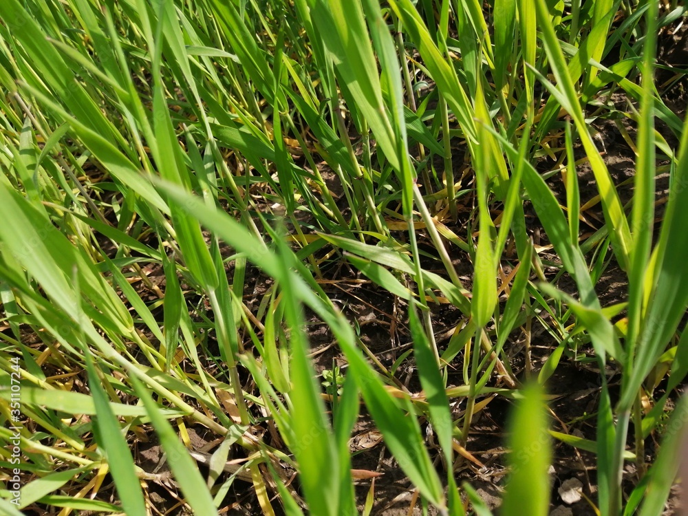 landscape summer green grass macro close-up view close close from below blurred background landscape summer green grass macro close-up view close close from below blurred background