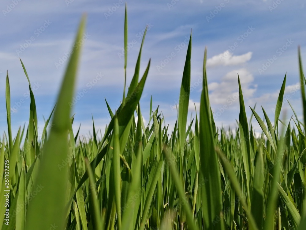 landscape summer green grass macro close-up view close close from below blurred background landscape summer green grass macro close-up view close close from below blurred background