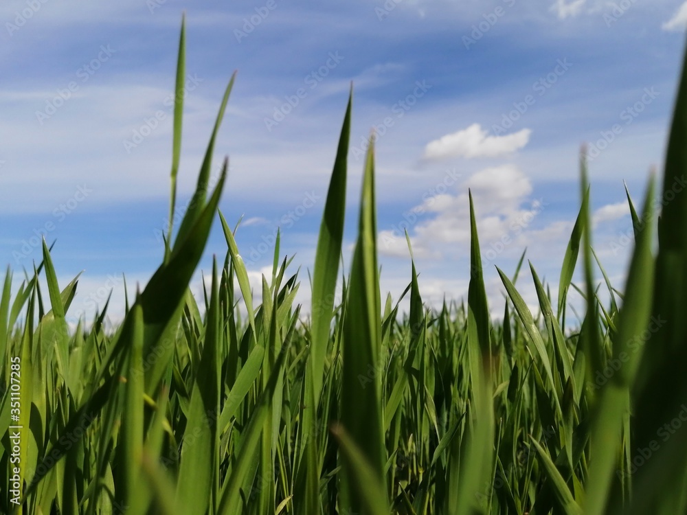 landscape summer green grass macro close-up view close close from below blurred background