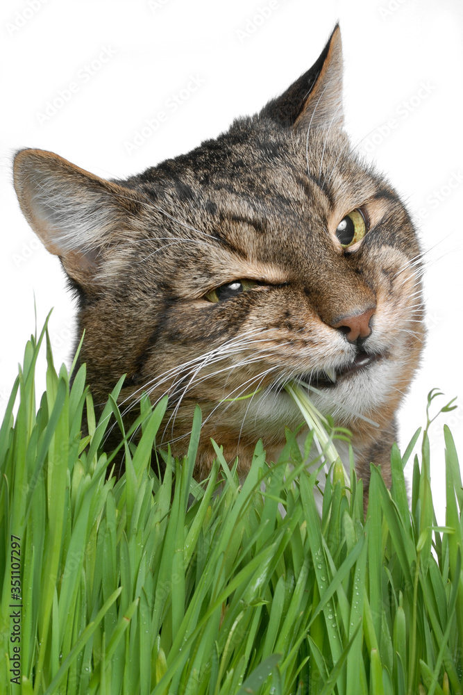 cat on green grass