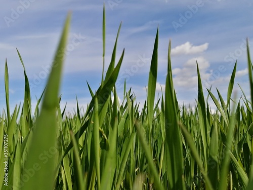 landscape summer green grass macro close-up view close close from below blurred background