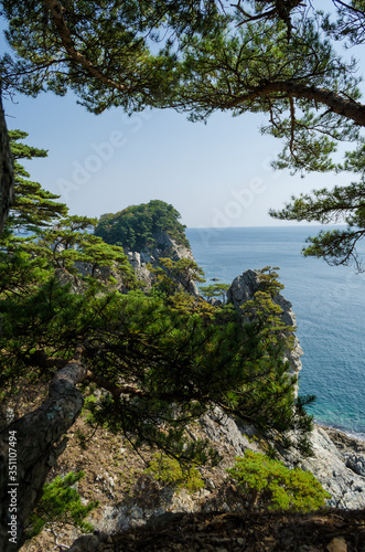 View from the pine forest at sea