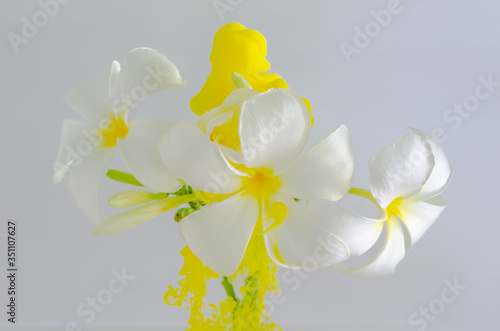 Frangipani or Plumeria flower with partial focus of dissolving yellow poster color in water for summer  abstract and background concept.
