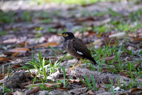 blackbird in the grass