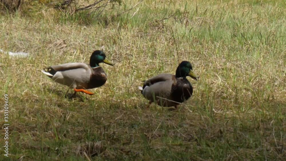 Ducks walking through the nature near the Wildmoossee in Seefeld Ducks walking through the nature near the Wildmoossee in Seefeld