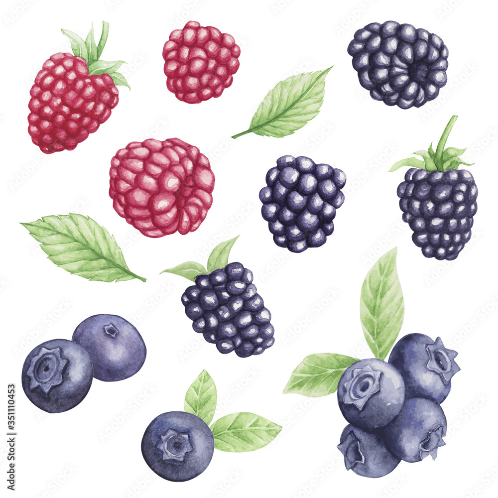 Hand drawn watercolor painting of mix fruit,red raspberry,blackberry and blueberry Hand drawn watercolor painting of mix fruit,red raspberry,blackberry and blueberry