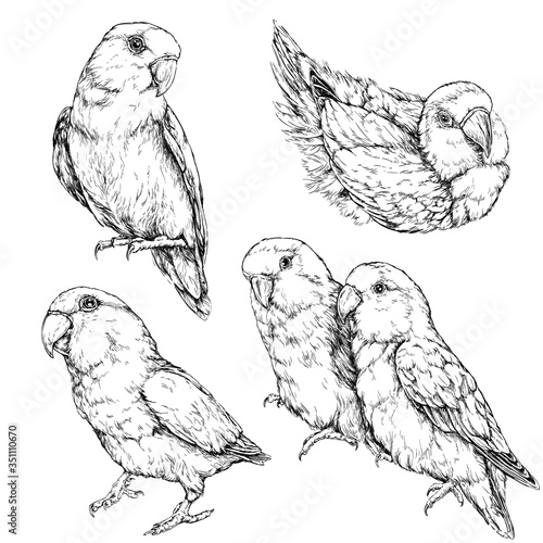 Set of cute funny lovebird parrots. Vector illustration