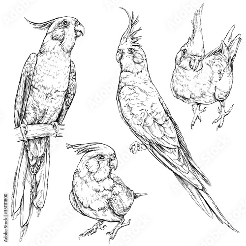 Set of cute funny cockatiel parrots. Vector illustration