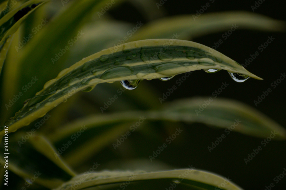 Raindrops on leaves which remained after the shower.