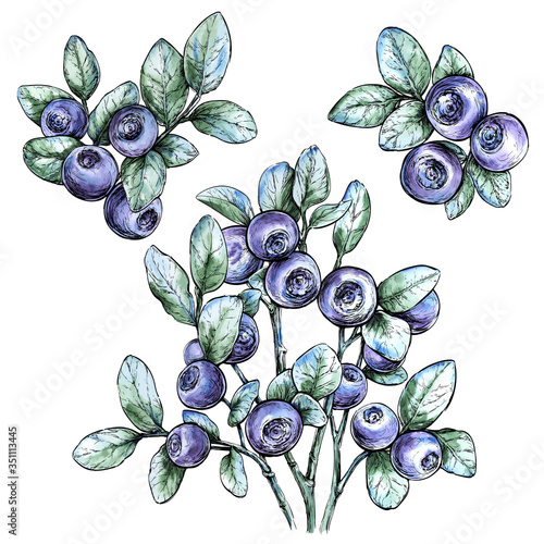 Hand drawn watercolor set with bilberries.Forest berry. Eco food vector illustration Isolated on white