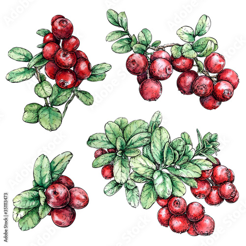 Hand drawn watercolor set with cowberry. Forest berry. Eco food vector illustration Isolated on white