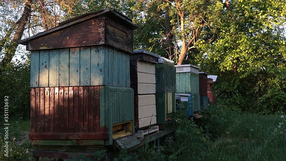 Various wooden beehives placed in shade of a tree lane next to agricultural field, late afternoon sunshine. Various wooden beehives placed in shade of a tree lane next to agricultural field, late afternoon sunshine.
