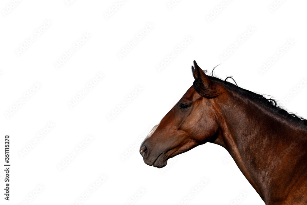 Obraz premium HORSE white isolated