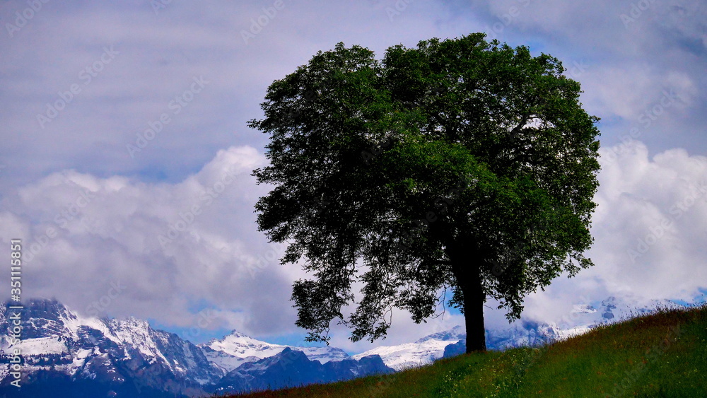 Single big tree with Mountains in background, typical swiss landscape Single big tree with Mountains in background, typical swiss landscape