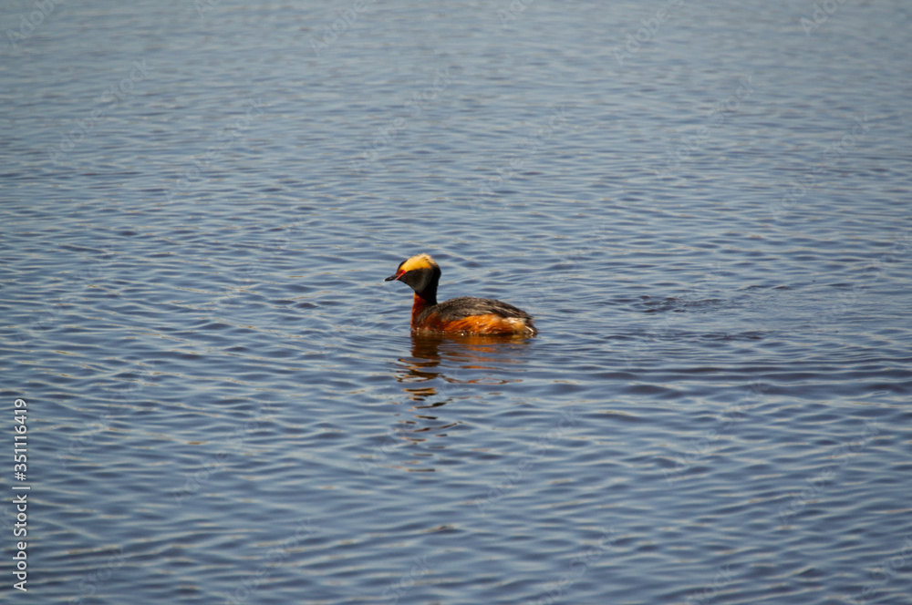 Horned Grebe Horned Grebe