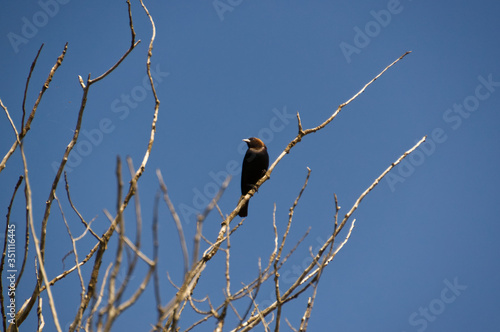 Brown-headed Cowbird on a Branch