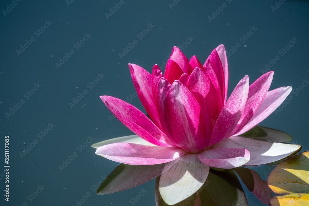 Pink water lily flower, Nymphaea lotus, Nymphaea sp. hort., on a dark water background. Pink water lily flower, Nymphaea lotus, Nymphaea sp. hort., on a dark water background.
