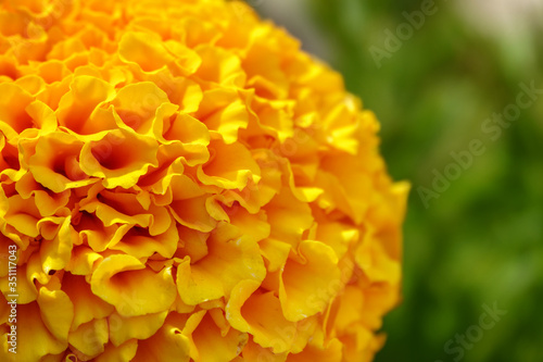 Detailed image of yellow marigold petals. Flower detail and texture © Dmitrii Potashkin