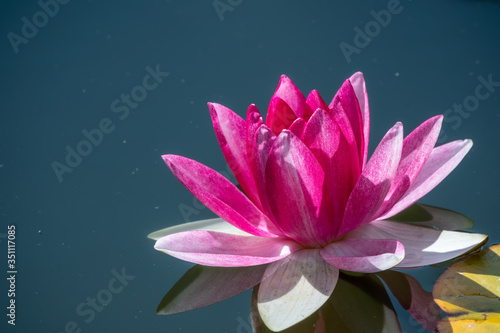 Pink water lily flower, Nymphaea lotus, Nymphaea sp. hort., on a dark water background.