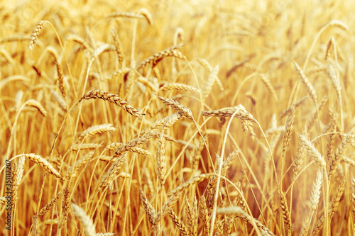 Field of wheat at autumn. Rural landscape. Ripe wheat on field. Cereal crop in sunlight. Rich harvest concept. Selective focus.