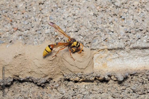 a Yellow Mud Dauber take the mud making the nest on brick wall. photo