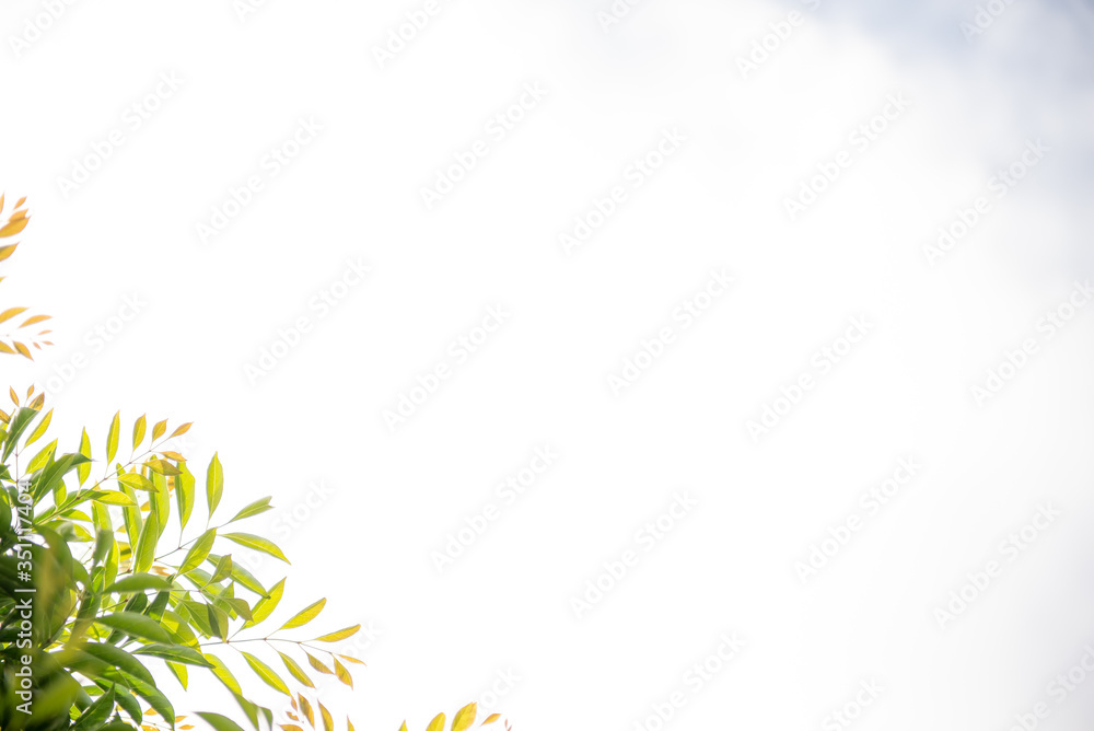 Obraz premium 新緑の葉のフレーム 